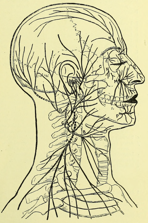 nemfrog: “The structures of the face.” Dissections illustrated. 1910.Internet Archive