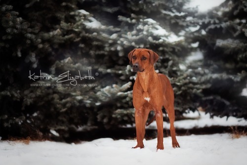  “Rhodesian Ridgeback” Canon EOS 5D Mark II + 135mm f/2L USMAuthors: Katrin Lebedinskaya