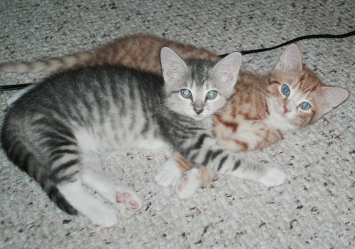 Olivia and Godfrey when They Were Kittens, Summer 2008.Cute kitty pictures are “a dime a dozen,” but