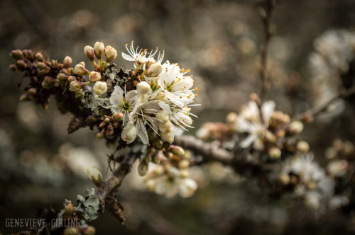 Hawthorn blossom - Cornwall, England