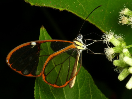 rhamphotheca: Clearwing butterfly, subfamily Danainae, family Nymphalidae, Ecuador (photos by Andrea
