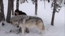 awwww-cute:  A girl and her wolf (Source: