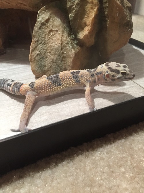 rate-my-reptile:tinygeck:she’s perfectTypes of friend: YELL, Tall, sexy nekkid strippy lapdanse, The