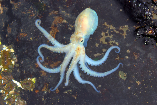 octopus departed (Octopus rubescens)San Mateo county May 2015 / t3i /