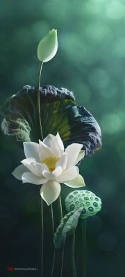 flowersgardenlove:  Lotus…..Beautiful Beautiful