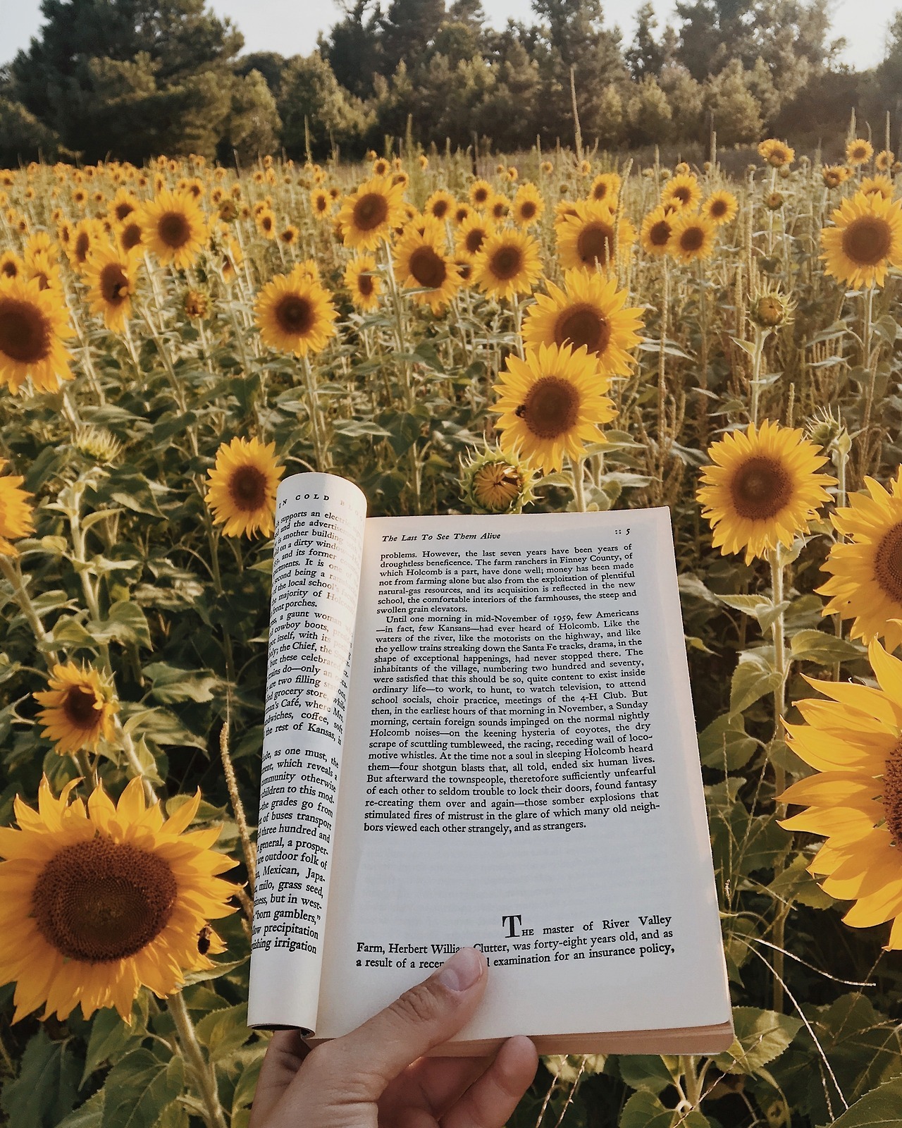 clockworkbibliophile: there was a giant patch of wild sunflowers growing along the