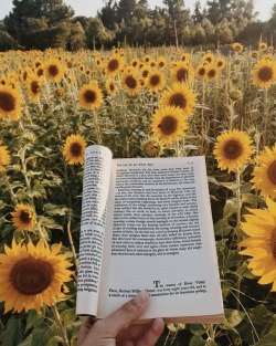 clockworkbibliophile: there was a giant patch of wild sunflowers growing along the side of the highway, so naturally I had to stop for a pic 🌻