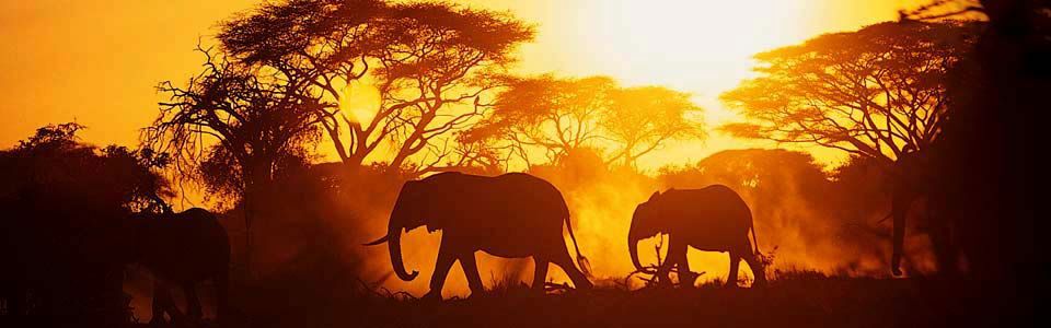 thegingerinleeds:  This Is Africa 