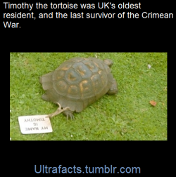 ultrafacts:   Timothy (c. 1839 – 3 April 2004) was a female Mediterranean spur-thighed tortoise who was thought to be approximately 165 years old at the time of her death. This made her the UK’s oldest known resident.    Timothy had a tag attached