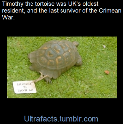 ultrafacts:   Timothy (c. 1839 – 3 April