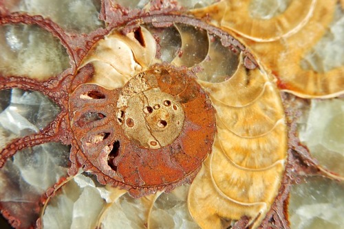 laughing-thrush:Ammonite gifted to me by my grandparents when I was a kid. Ahh, the perks of frequen