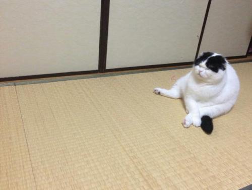 (うちの猫ｗｗｗｗｗｗｗｗｗｗｗｗｗｗｗｗｗｗｗｗ:どうぶつちゃんねるから)