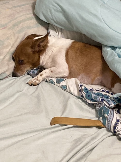Dog Posting Because I Want You All To See My Reason To Live