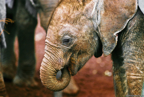 amsel-diaboli: sixpenceee:  Baby elephants porn pictures