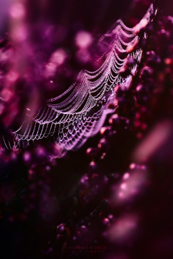 opticcultvre:    Purple Web by Hersmallworld Photography 