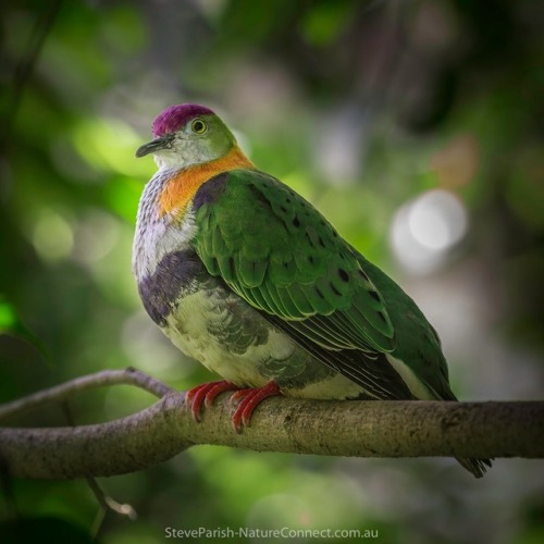 oceaniatropics:  Superb Fruit Dove, Mary Cairncross Scenic Reserve,Maleny, Queensland, Australia, by