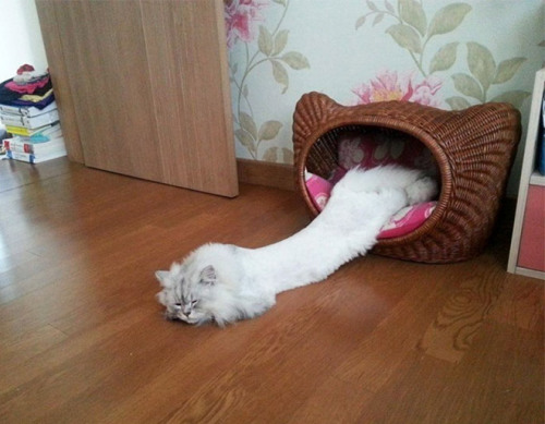 People Are Sharing Pics Of Their Long Cats 