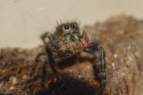 So, for Save a Spider Day on March 14th - I saved a spider.  This is a local Phidippus audax who was