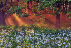 tulipnight: Misty dawn in the forest by Anton