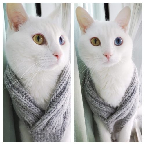 petermorwood:  cute-overload:  My cat loves the camerahttp://cute-overload.tumblr.com source: http://imgur.com/r/aww/wJQeb3C  White cats with asymmetrical eyes make me think they should be in fantasy novels. one eye for the real world, the other eye to