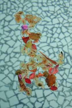 nicokrijno:Bougainvillea in the pool, 2013