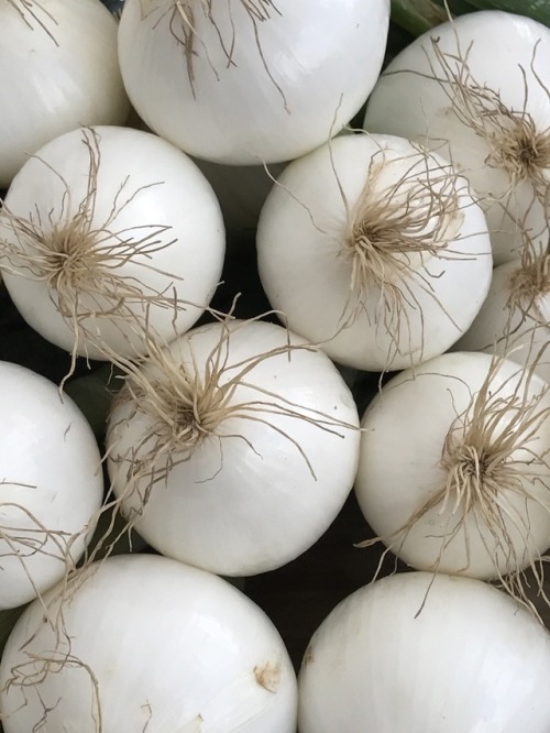 White Onions, Fairfax City Farmers Market, 2017.