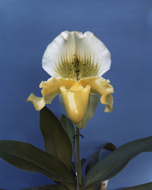 anassembly:Sherrie LevineGottscho-Schleisner Orchids: 2, 1964-97