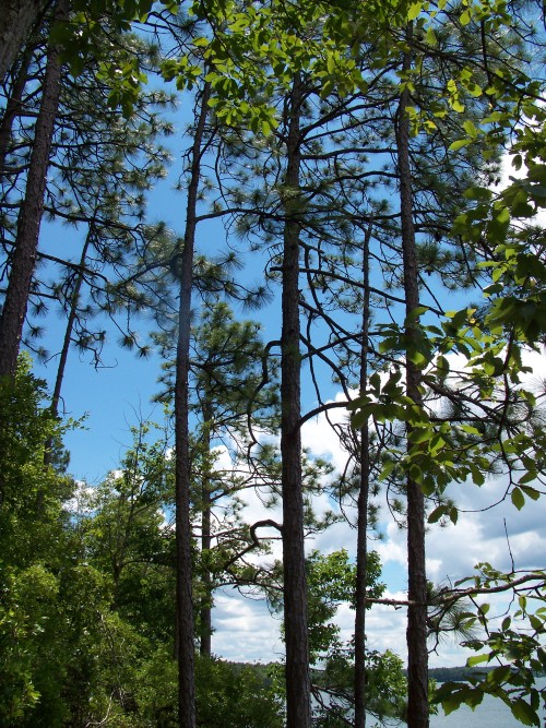 Sounding my barbaric yawp over the rooftops of… Central Alabama! A few miles from Montgomery.