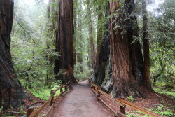 Paths Through The Redwood Forest (Muir Woods,