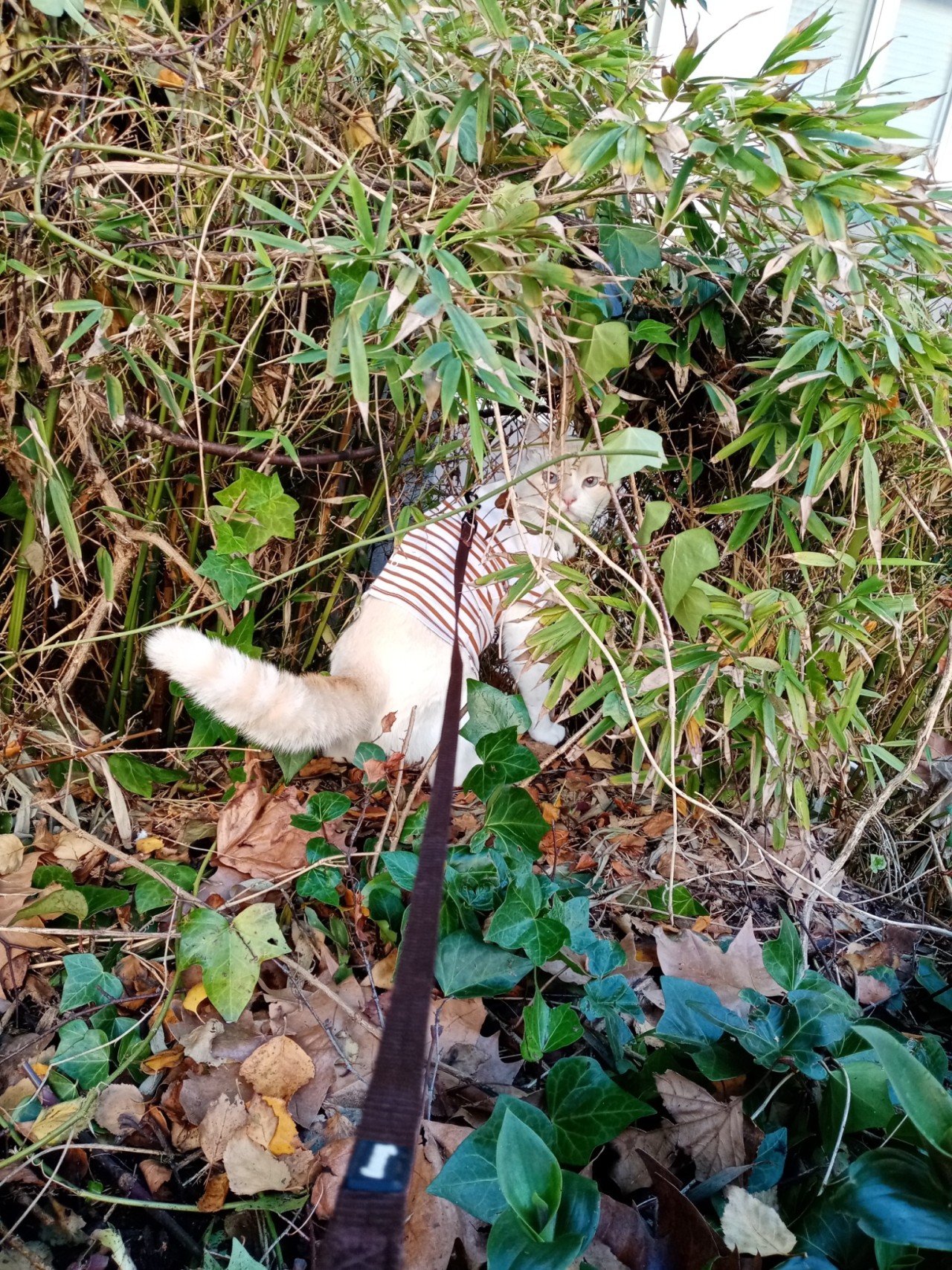 A photo of a white cat with cream colored ears and a ringed tail between some ornamental bamboo. His tail is fluffed up, but he’s calmly sit between the bushes. His body is facing away, but his head is turned, looking at the camera. He’s wearing a white and brown striped t-shirt. A brown leash pokes through its back towards the camera