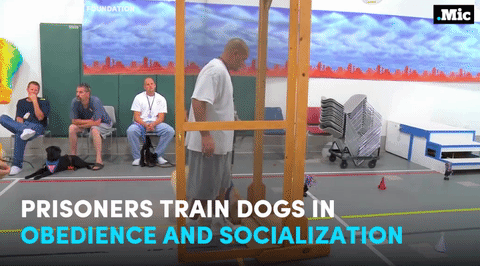 the-movemnt:Programs like these are helping to change lives on both sides of the prison wall (x) | f
