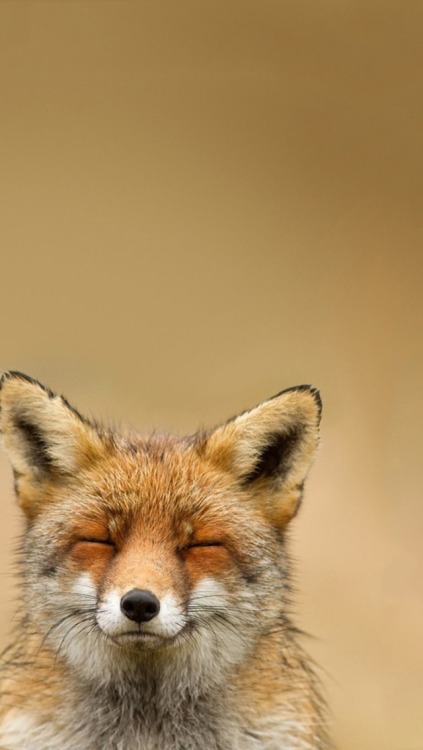 everythingfox: thelittleredfox: Fox Phone Background Request I love these