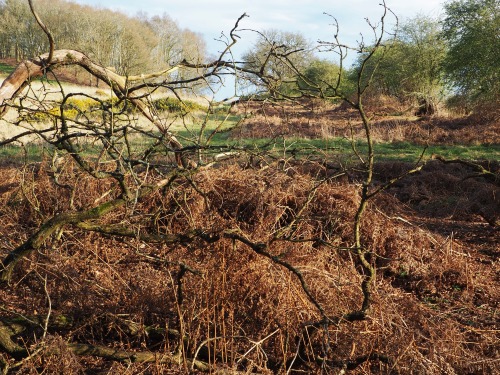 Bintree Woods, Norfolk14th April 2022