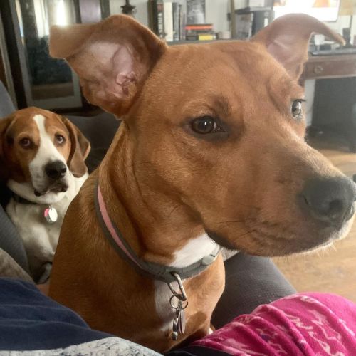 My fur babies really want me to get up so they can sprawl out on the couch. #dogs #mutts #dogsofinst