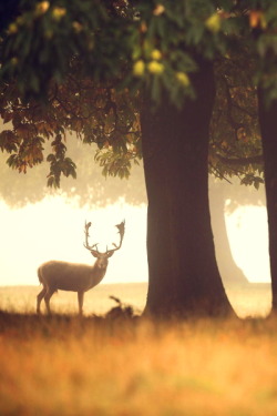 earthdaily:   deep in the forest... by Mark Bridger    