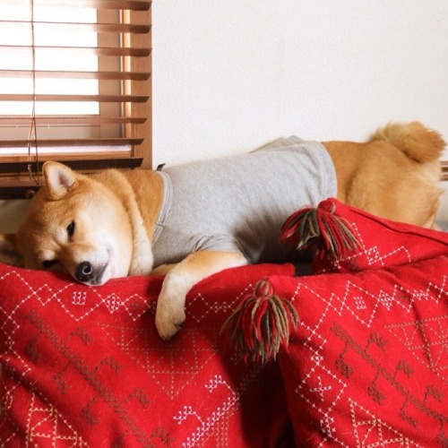madammaria:  mustardtigress:  The lovely Maruko, shibe of @tommyrts.  @skeletondoggy 