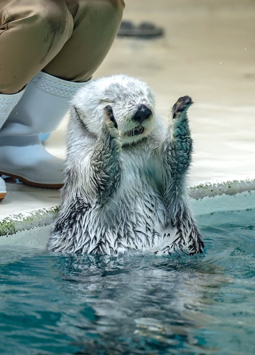 sea otter