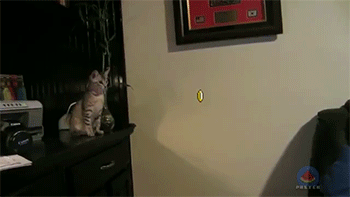 sizvideos:  Video   Funny😂