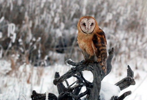 pacogabby:Frosty-face Barn OwlBryan Maynes Photography