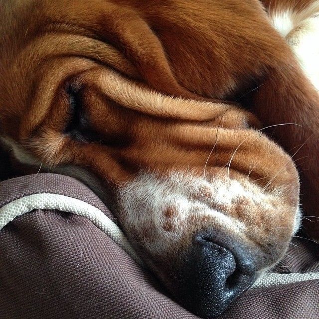 If you do /tagged/Marley on my blog you can see why I thought this was my dog lol