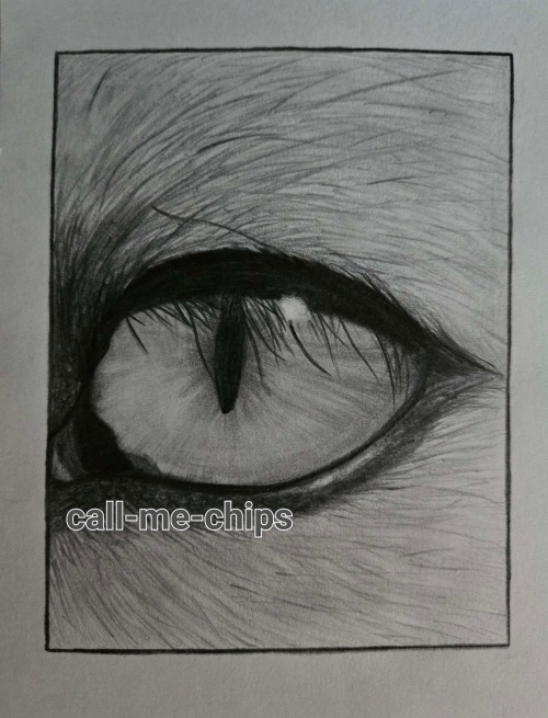 Some Animal Eyes I Did For Friends For Christmas