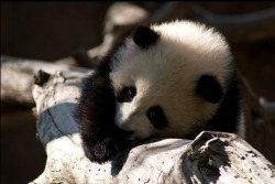 umq:  Baby Panda \ Brynce Hansen