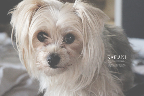 KAILANI – The name Kailani is a Hawaiian baby name. In Hawaiian the meaning of the name Kailani is: 