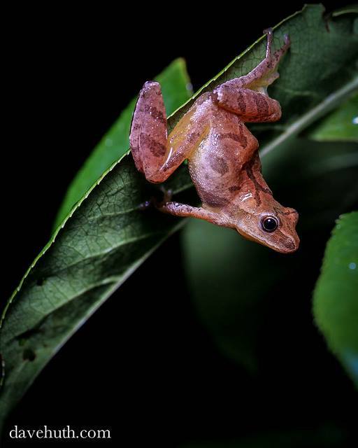 rhamphotheca:  Chorus Frogs (genus Pseudacris*)  … are cool-weather breeders. In