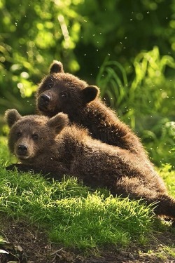 wonderous-world:  Curious Twins by Ron Niebrugge