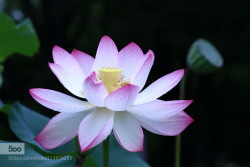 morethanphotography:  Lotus Flower by arbor