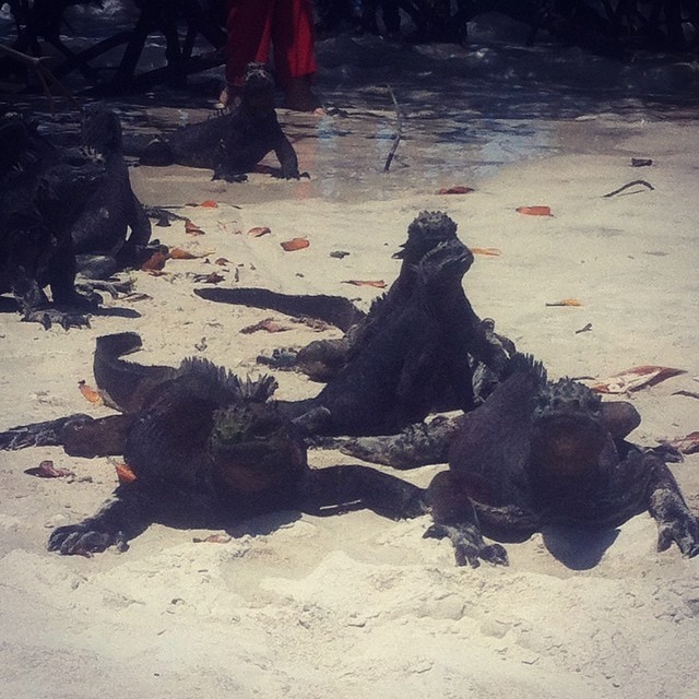 #galapagos #marine #iguanas #tortugabay #beachzone #ecuador #dreadb #innateideas (at Tortuga Bay, Galápagos Islands, ECU.)