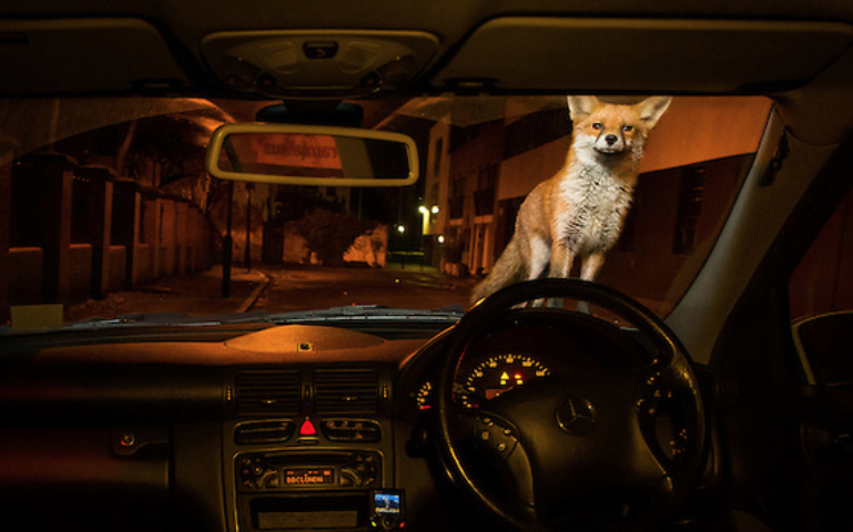 nubbsgalore:photos by mark smith and mark bridger who document, respectively, the