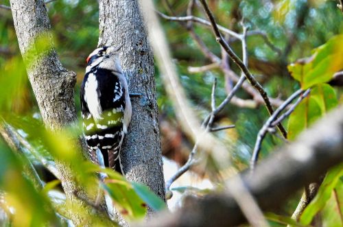 Porn Pics birbmania:  Downy woodpecker, male … 