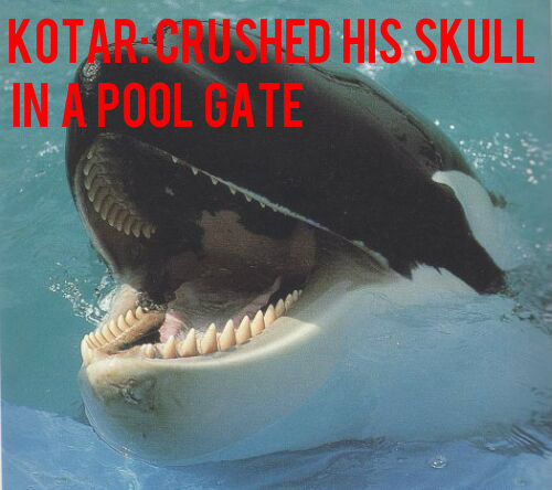 sit2beats:twostarsandstripes:freedomforwhales:You give this corporation your money, you’re the one paying for the abuse to continue.  Yeah, shut down SeaWorld. These animals need their freedom.  Down with SeaWorld  Can anyone explain to me what happened